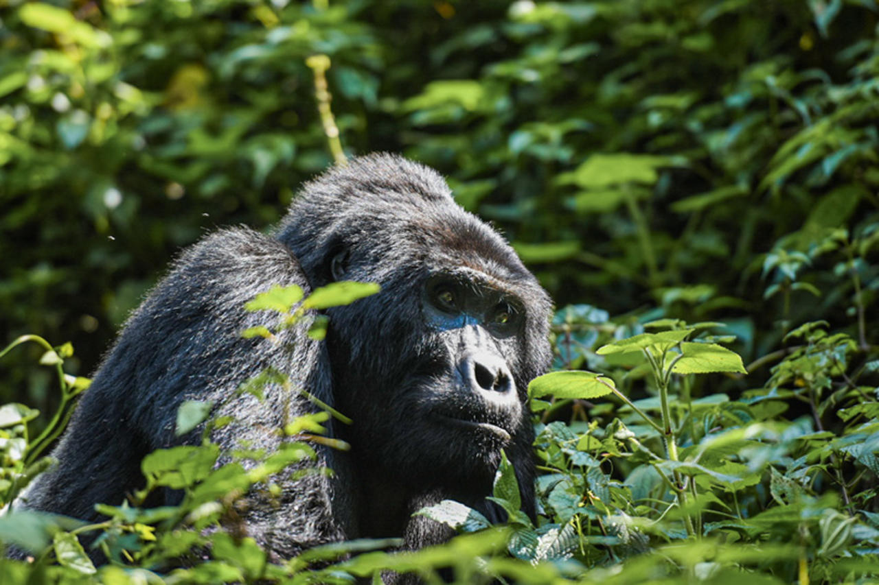 East Africa Safari incl Gorilla Trekking in Uganda