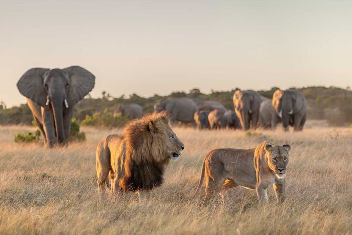 Wildlife, lion pair roaming the grassland of Kariega Game Reserve - courtesy of Kariega River Lodge 