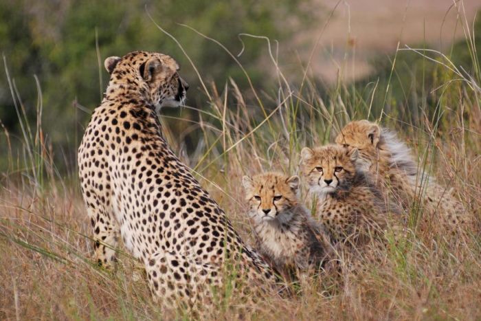 Female cheetah with cubs in Lalibela Game Reserve - courtesy of Lalibela Tree Top Lodge