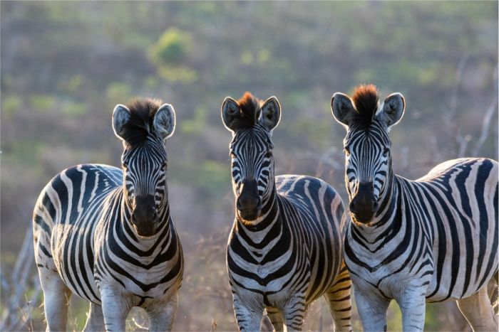 Wildlife, Zebras at Leopard Mountain Safari lodge - courtesy of Leopard Mountain Safari Lodge