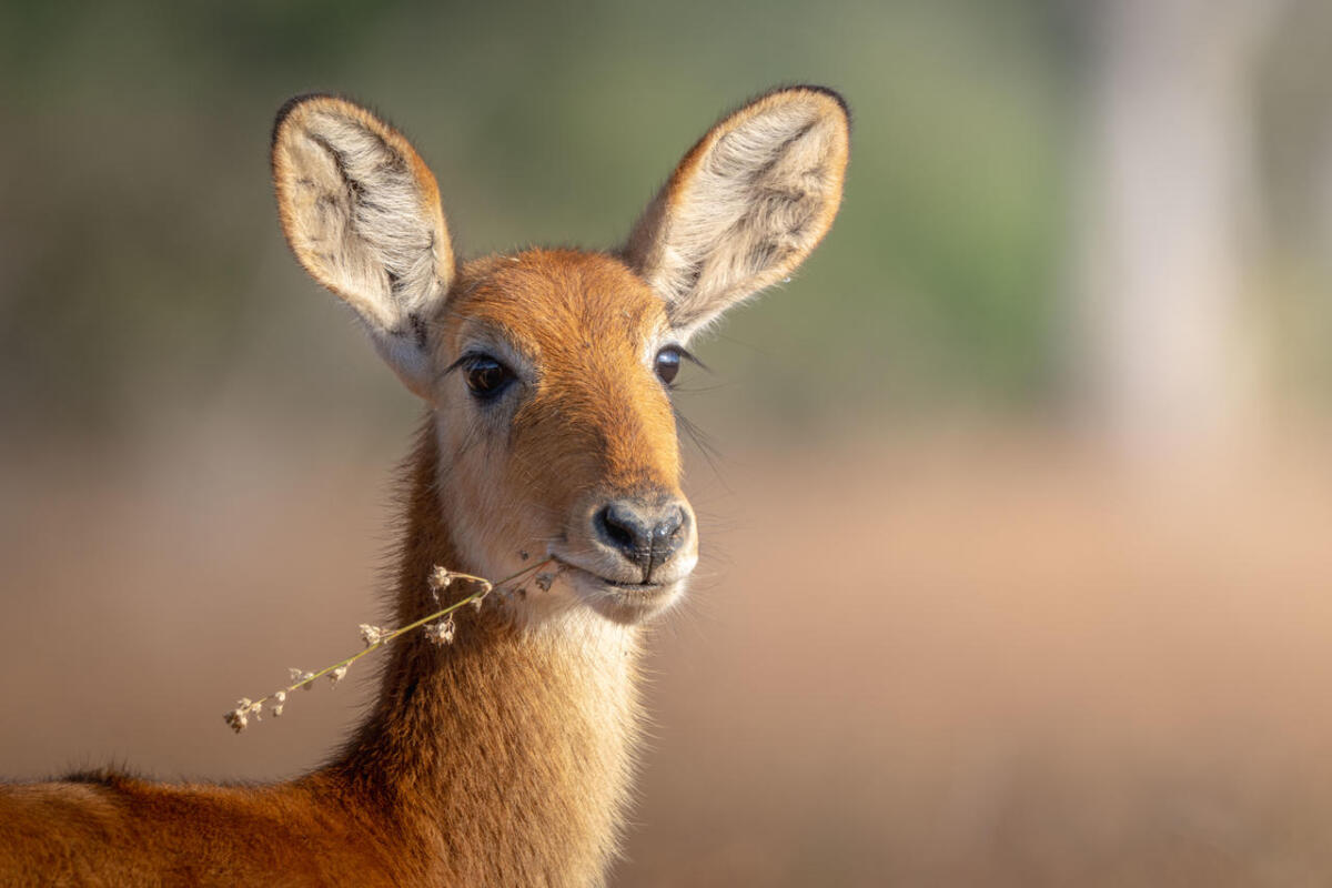 Cedarberg Travel | Mchenja Bush Camp