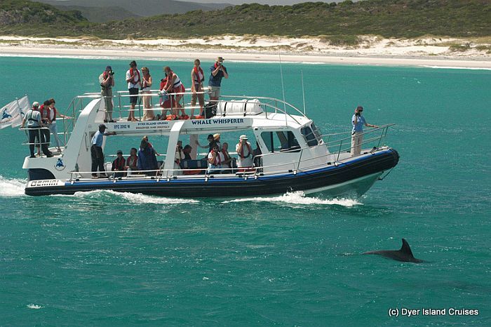 Dyer island marine cruises