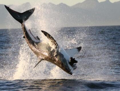 Shark jumping at Gansbaai