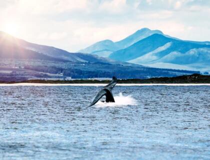 Whale in Walker Bay, Hermanus