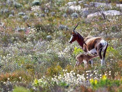 Bontebok National park near Swellendam
