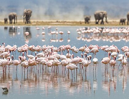 Flamingos and elephants on Amboseli safaris