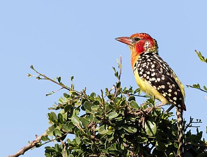 Red-ywello barbet, on birding on Amboseli safaris