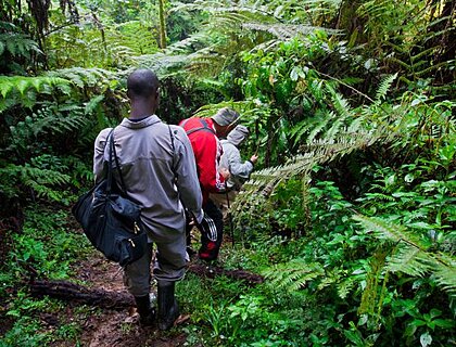 Gorilla trekking in Bwindi Impenetrable forest
