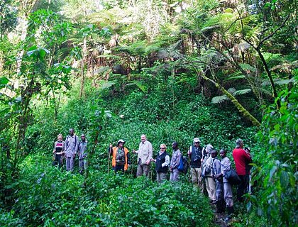 Gorilla trekking in Bwindi