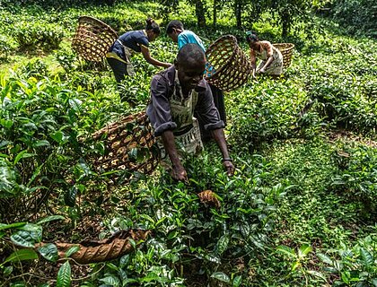 Bwindi tea project at Sinamatella (Community outreach)
