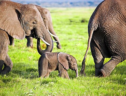 baby elephant on Amboseli safaris