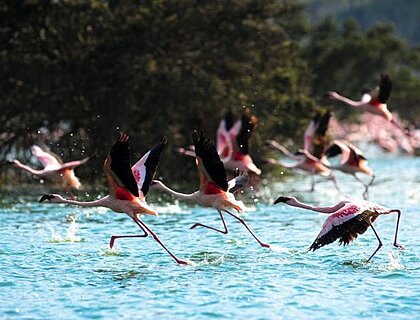 Flamingos on Lake Naivasha - Great Rift valley lakes