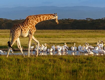 Giraffe at Lake Nakuru - Great Rift valley lakes