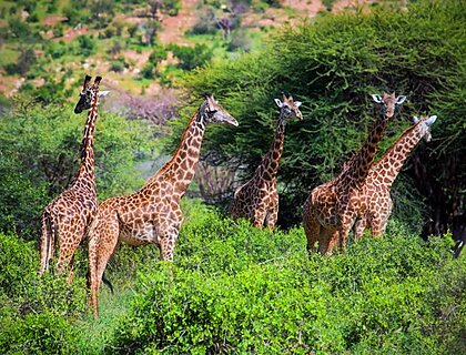 Three giraffes on savanna. Safari in Tsavo West, Kenya