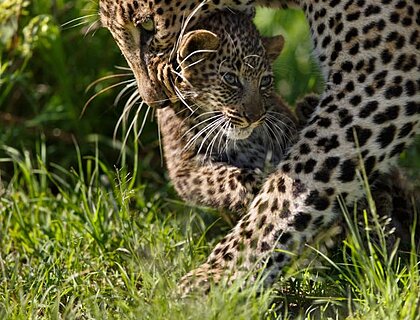 Leopard carrying her cub in Masai Mara