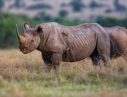 Ol Pejeta rhino sanctuary