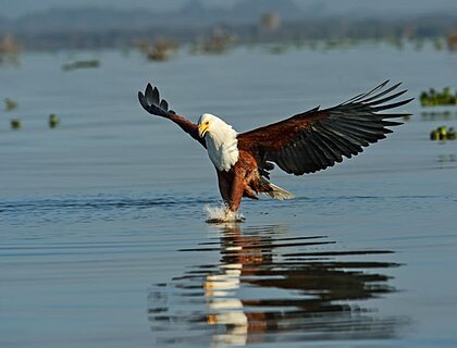 White Fish Eagle landing on Lake Naivasha - Great Rift valley lakes