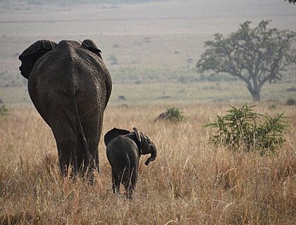 Kidepo Valley National Park - elephant & baby
