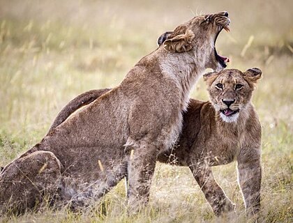 Meandering Uganda safari with Kidepo, Chimps & Gorillas