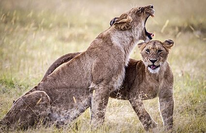 Meandering Uganda safari with Kidepo, Chimps & Gorillas