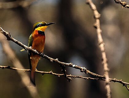 Lake Mburo National Park - little bee eater