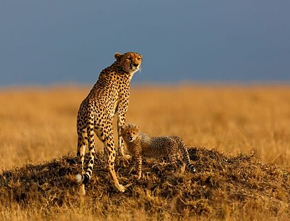 Cheetah and Cub in Masai Mara safari