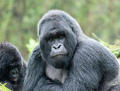 Gorlla trekking in Mgahinga Gorilla National Park