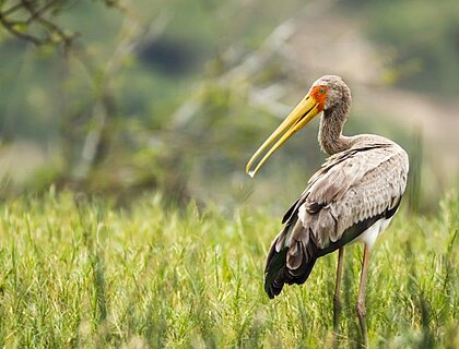 Yellow-billed Stork in Queen Elizabeth National Park