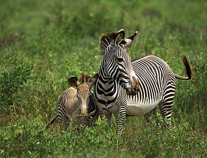 Grevys Zebra, Samburu National Park