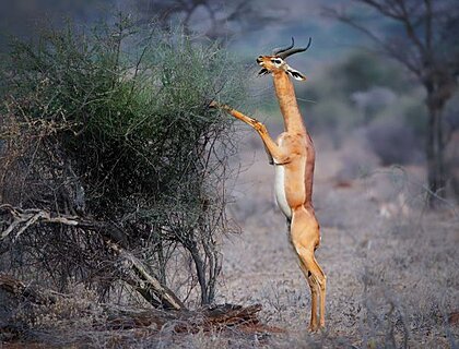long-necked Gerenuk in Samburu National Park