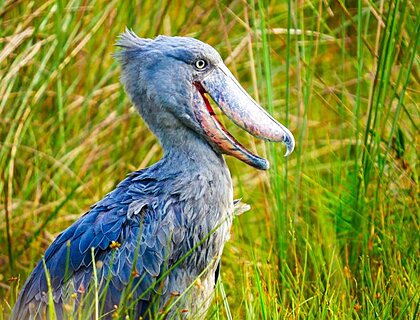 Shoebill stork on Lake Victoria, Mabamba swamp near Entebbe