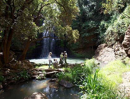 Forest walks in Ngare Ndare forest, from Lewa