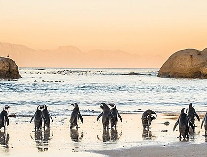 Cape Town Holidays - penguins at Boulders beach