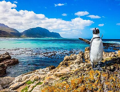Cape Peninsula - Penguin on a rock at Boulders Beach