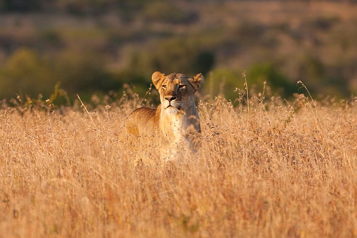 Lion in the long grass at Phinda, romantic safari lodges in South Africa