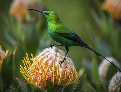 Malachite sunbird perched on a pincushion protea. Kirstenbosch National Botanical Garden. Cape Town