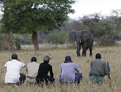 Guided bush walk in Liwonde National Park