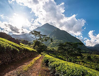 Southern Malawi - tea plantations with Mt Mulanje