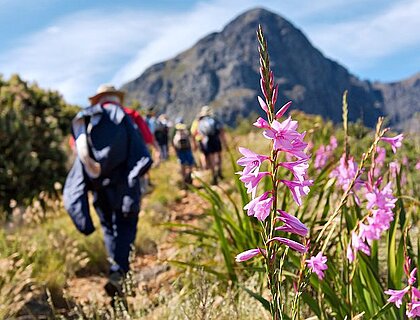 Guided Walking tours in South Africa - the winelands