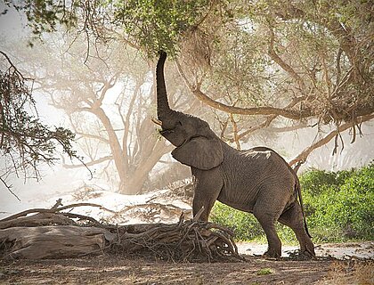 Damaraland - desert adapted elephant