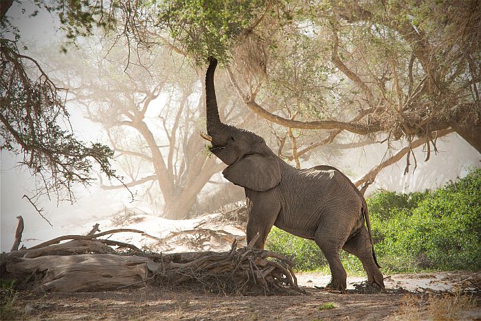 Damaraland - desert adapted elephant