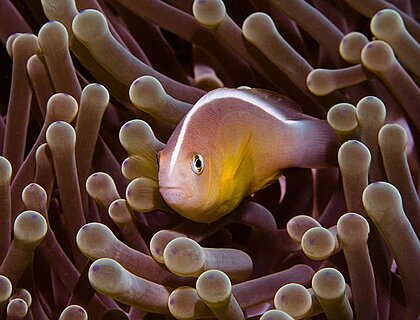 Mafia Island diving - nose-striped anemone fish