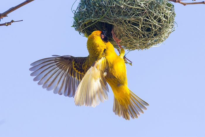 Southern Namibia - Southern Yellow Masked Weaver during the breeding season in Namibia