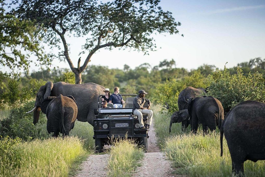 Game Drive in Timbavati Game Reserve, Greater Kruger, Best Game Reserves in South Africa