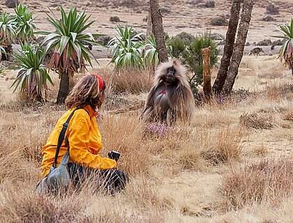 Simien mountains - getting close to gelada baboons