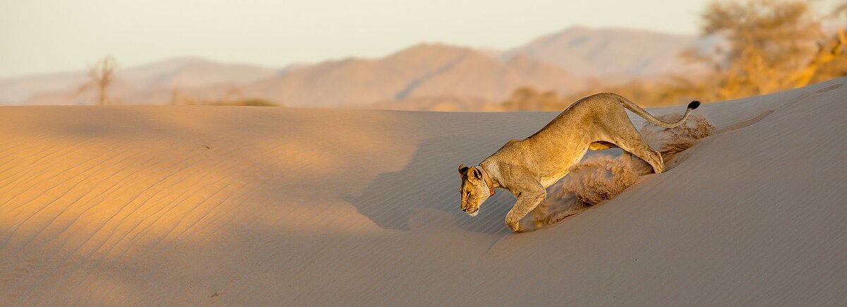 Skeleton Coast safaris - lion in Hoanib Valley