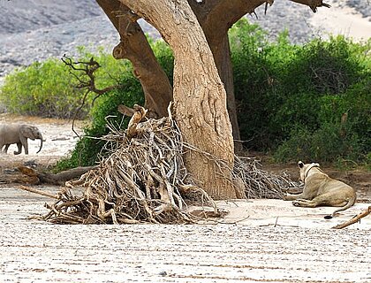 Skeleton Coast safaris - lion looking at an desert-adapted elephant, The desert adapted lion is on the right lying under a tree, watching the elephant calf. There is greenery to the right and the ground is sandy.<br />The photo was taken in the Hoanib Valley, on the border of northern Damaraland and Kaokoland,