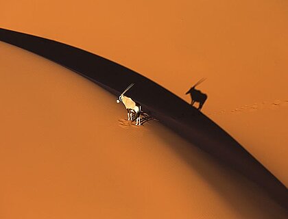 Namib Rand Nature Reserve - Gemsbok