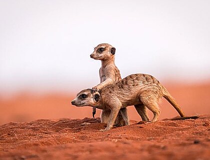 Southern Namibia - Two young meerkats in the red Kalahari desert of Namibia
