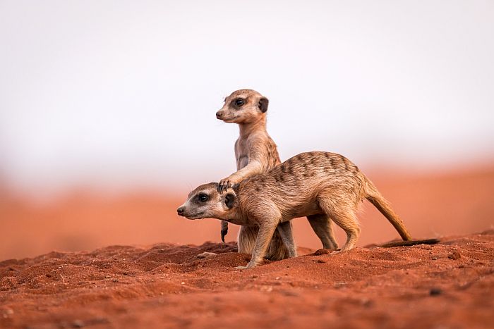 Southern Namibia - Two young meerkats in the red Kalahari desert of Namibia
